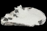 Cyphaspis Walteri & Gerastos Trilobite Cluster - Mrakib, Morocco #154685-3